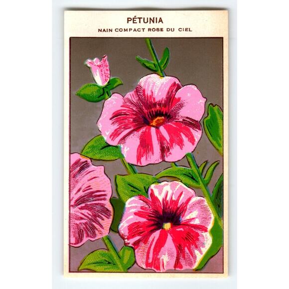 1920's Flower Seed Art Print PETUNIA Lithograph Original Vintage Unused - Picture 1 of 2